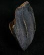 Large, Unworn Triceratops Tooth Crown - #7165-1